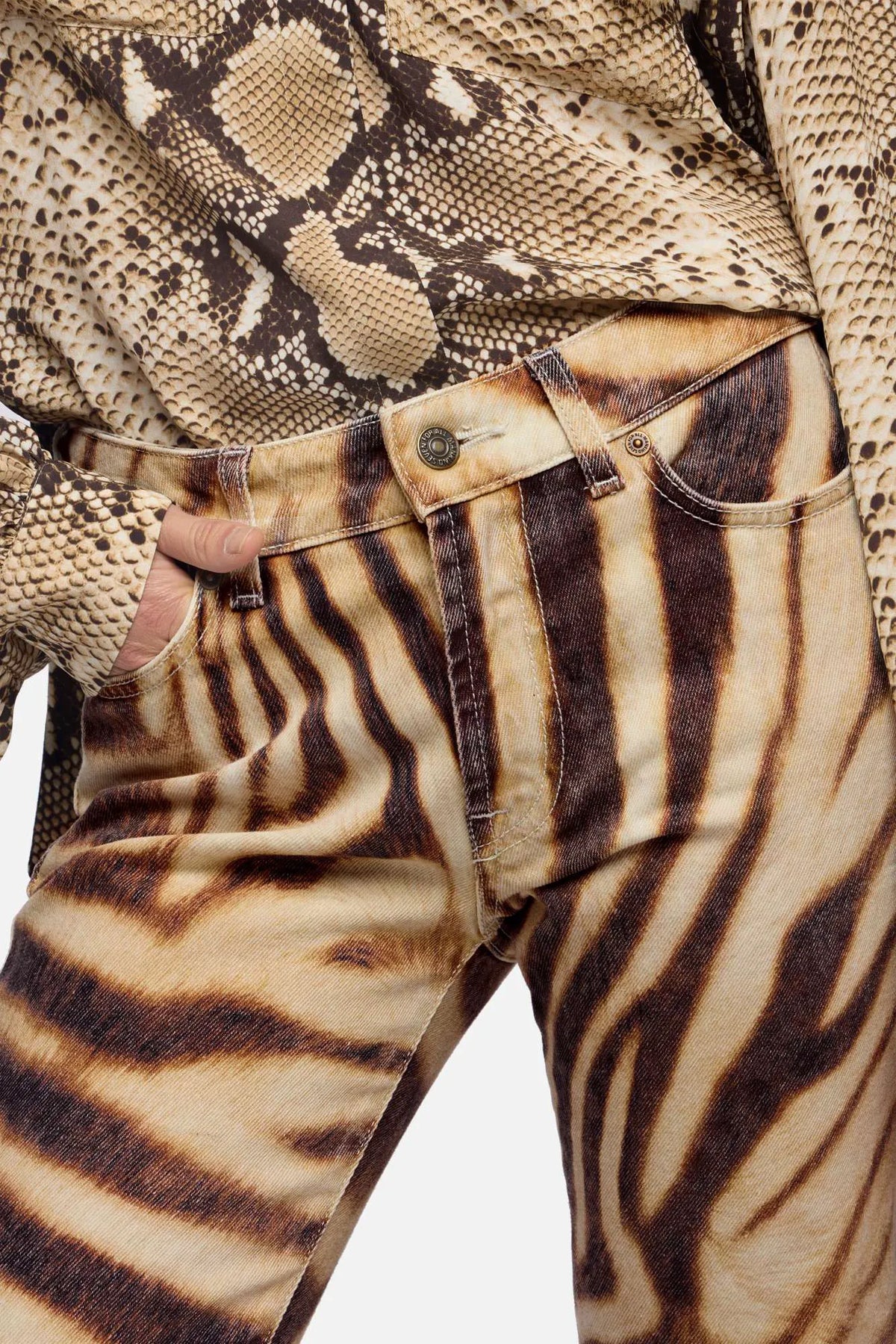 Zebra
